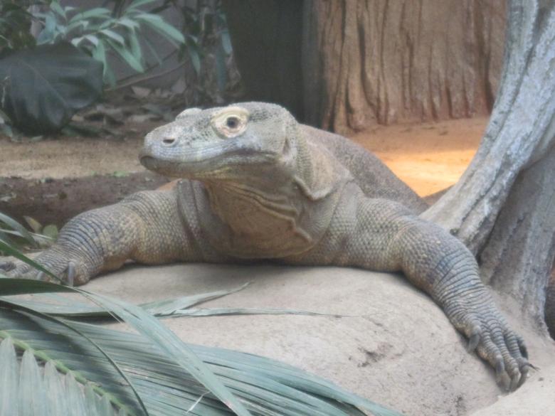 Free stock image of Komodo dragon created by Boris Kyurkchiev