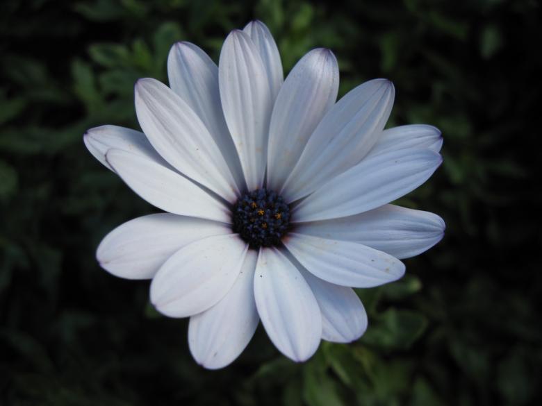 Free stock image of White close-up flower created by Boris Kyurkchiev