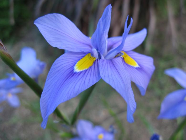 Free stock image of Blue iris flower created by Boris Kyurkchiev