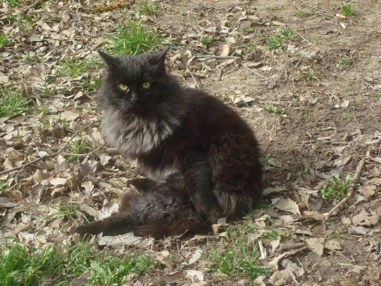 Free stock image of Black street cat created by Boris Kyurkchiev