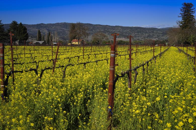 Free stock image of Napa Vineyard created by Rachael Towne