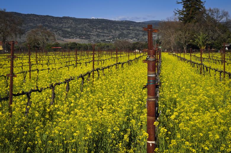 Free stock image of Napa Vineyard created by Rachael Towne