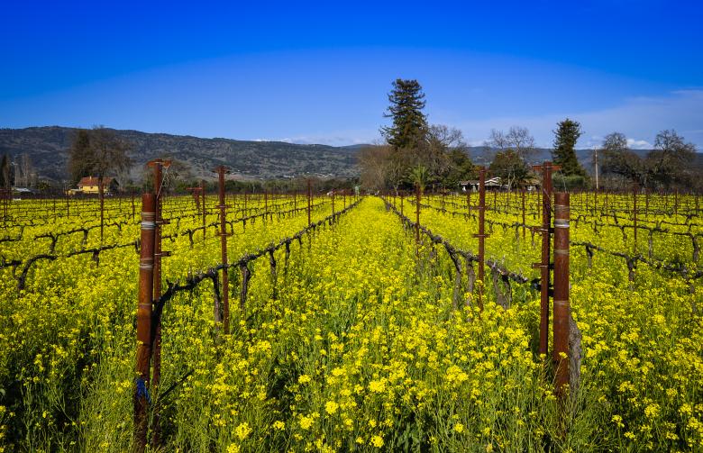 Free stock image of Napa Vineyard created by Rachael Towne