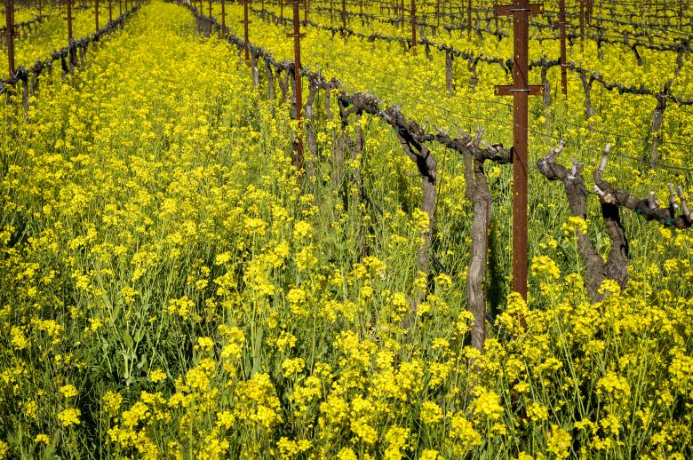 Free stock image of Napa Vineyard created by Rachael Towne