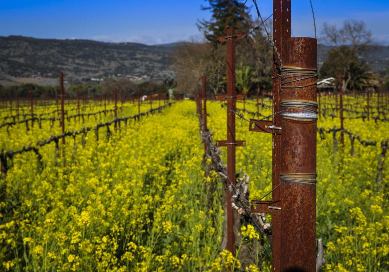 Free stock image of Napa Vineyard created by Rachael Towne