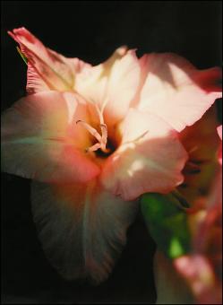 Pink Flower