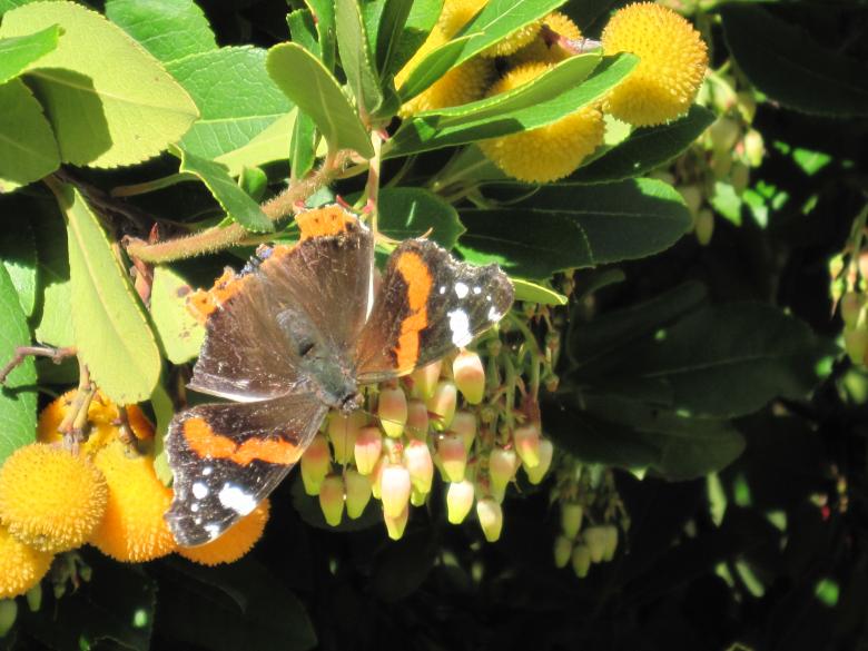 Free stock image of Tropical forest and butterfly created by Boris Kyurkchiev