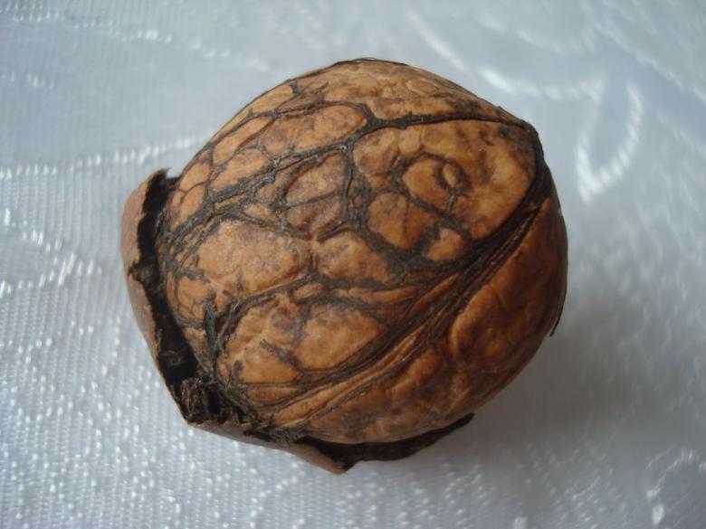 Free stock image of Wallnut created by Boris Kyurkchiev