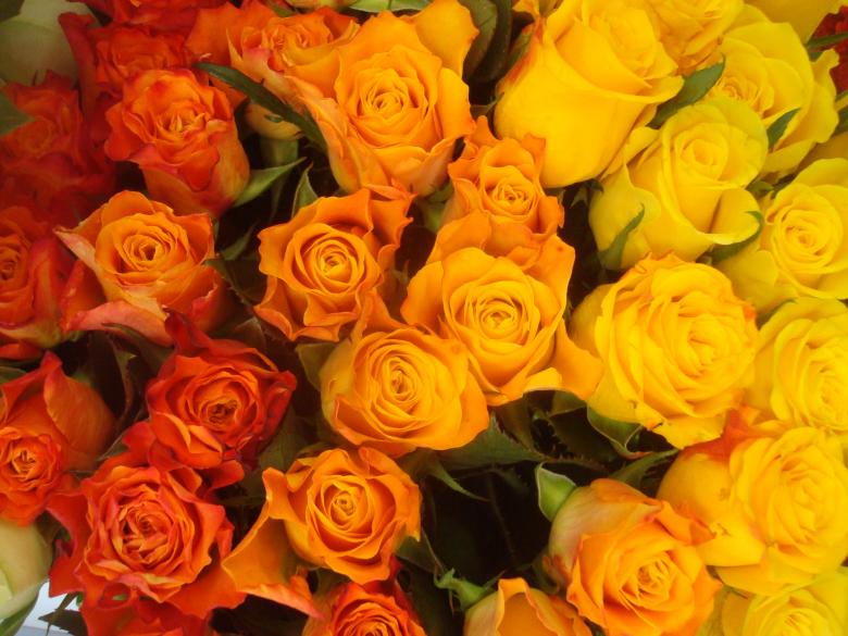 Free stock image of Colorful roses wallpaper created by Boris Kyurkchiev