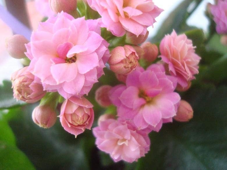 Free stock image of Beautiful pink flowers created by Boris Kyurkchiev