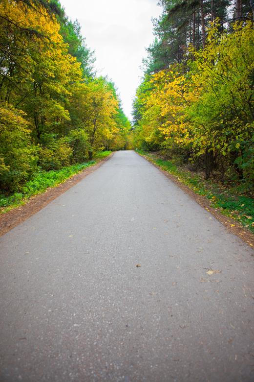 Free stock image of road in the forest created by 2happy