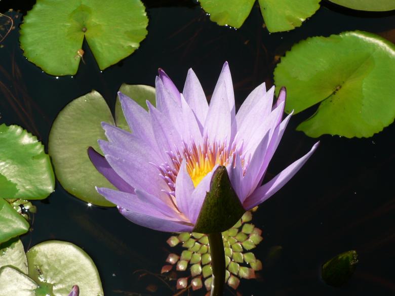 Free stock image of Purple lily created by Boriana Ditcheva