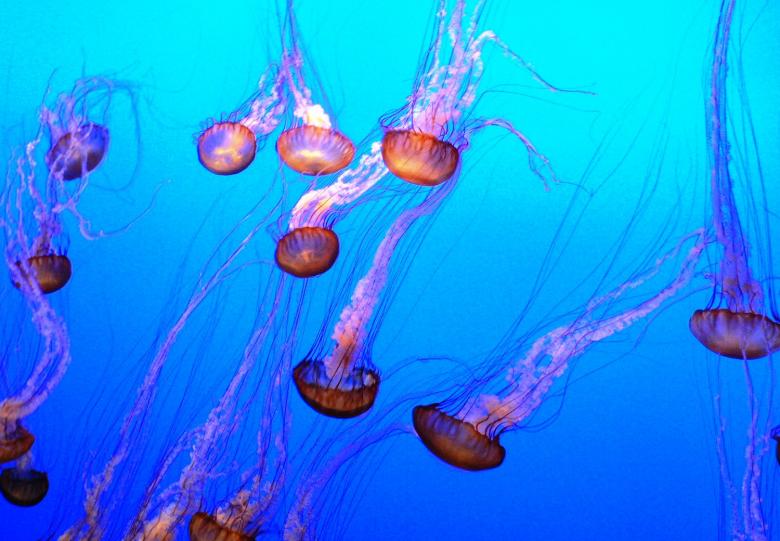 Free stock image of Orange jellyfish in blue water created by Boriana Ditcheva