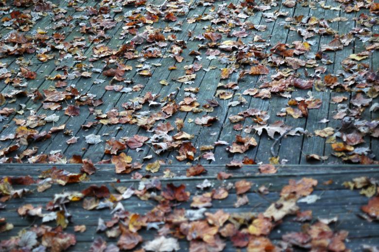 Free stock image of Autumn comes.  created by Boriana Ditcheva