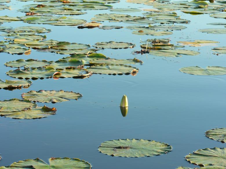Free stock image of Lilies on a lake created by Boriana Ditcheva