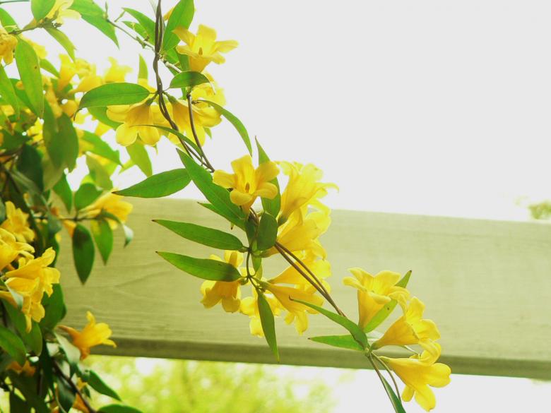 Free stock image of Yellow summer flowers created by Boriana Ditcheva