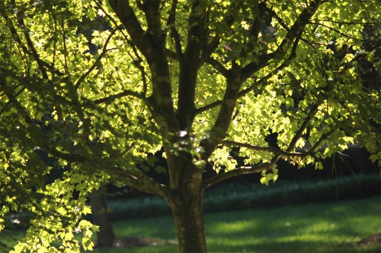 Free stock image of The sun behind a tree created by Boriana Ditcheva