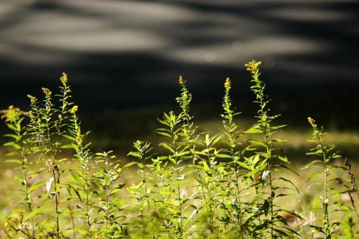 Green garden plants - Free Stock Photo