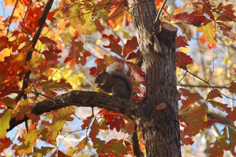 Free stock image of Squirrel in a fall tree created by Boriana Ditcheva