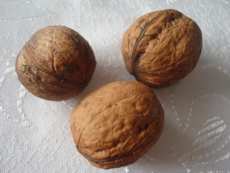 Free stock image of Walnuts created by Boris Kyurkchiev