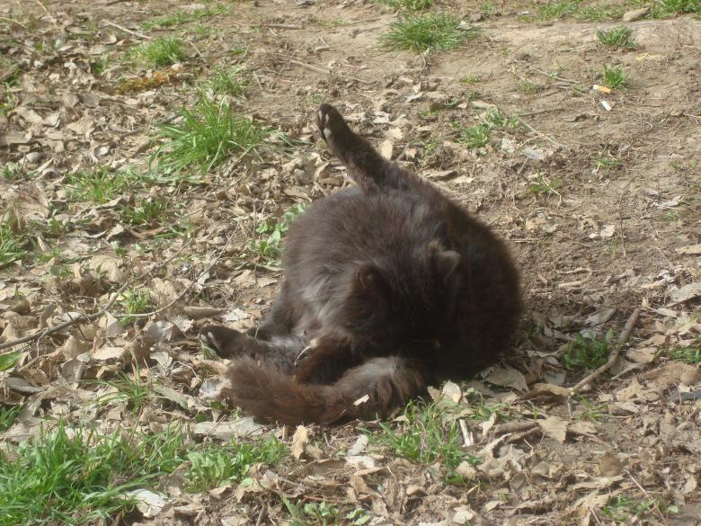 Free stock image of A black cat cleaning up created by Boris Kyurkchiev