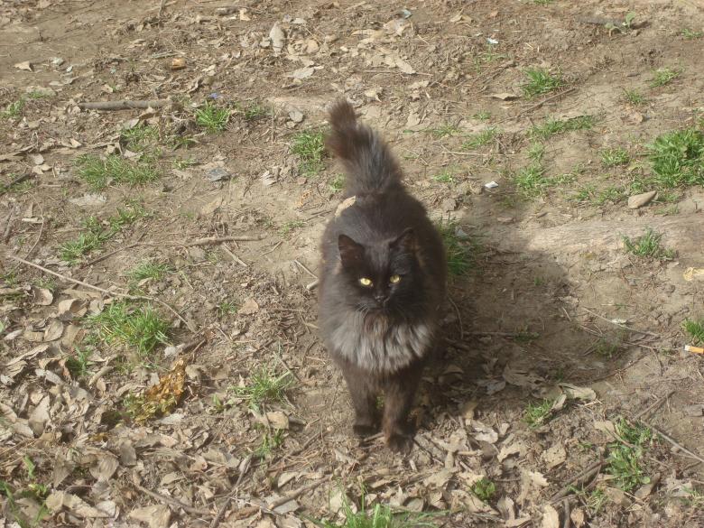 Free stock image of Black urban cat created by Boris Kyurkchiev
