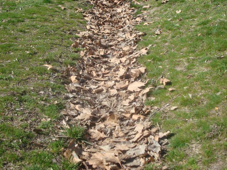 Free stock image of Autumn flowers path created by Boris Kyurkchiev