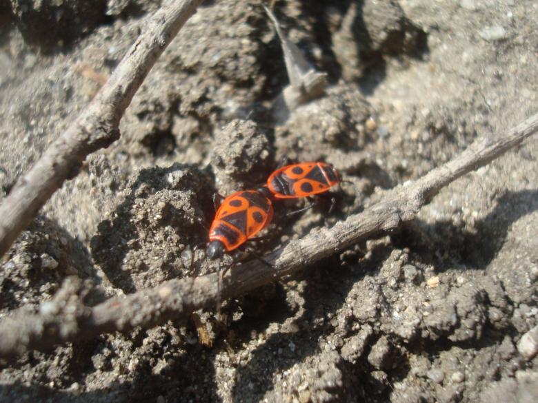 Free stock image of Bugs mating created by Boris Kyurkchiev