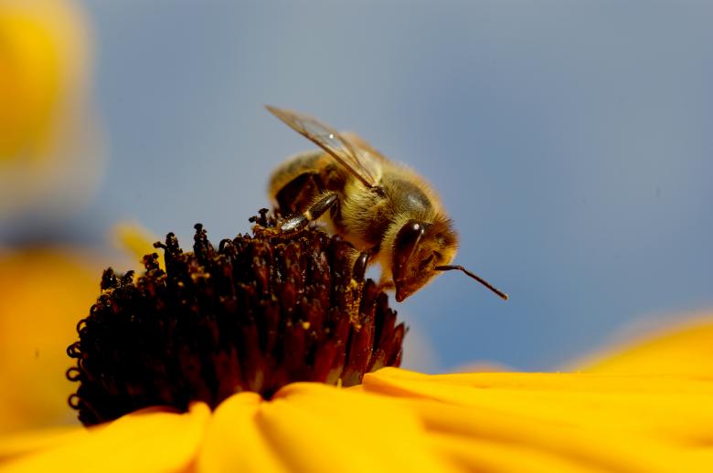 Free stock image of Bee on flower created by nana shac