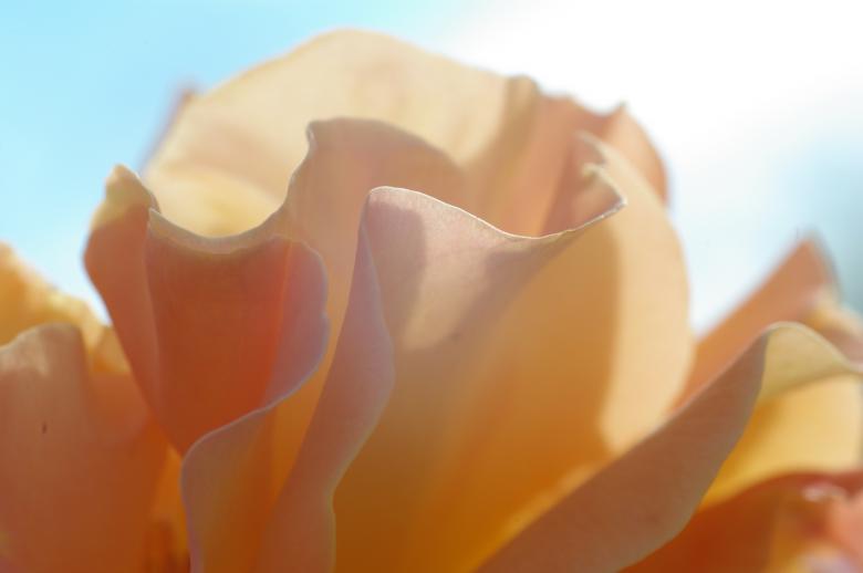 Free stock image of Rose created by nana shac