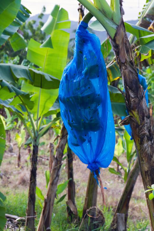 Free stock image of St. Lucia Banana Trees created by Geoffrey Whiteway