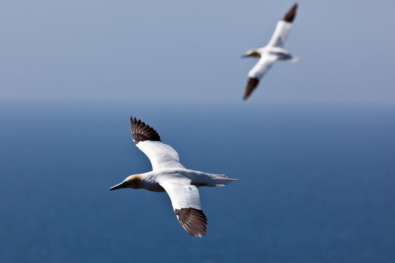 Free stock image of Gannet created by Geoffrey Whiteway