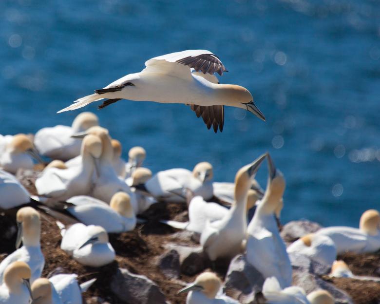 Free stock image of Gannet created by Geoffrey Whiteway