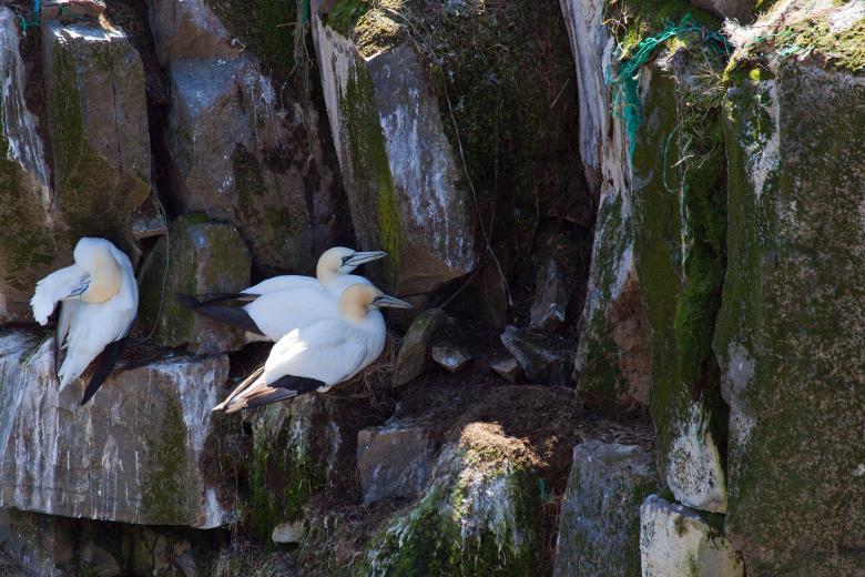 Free stock image of Gannet created by Geoffrey Whiteway