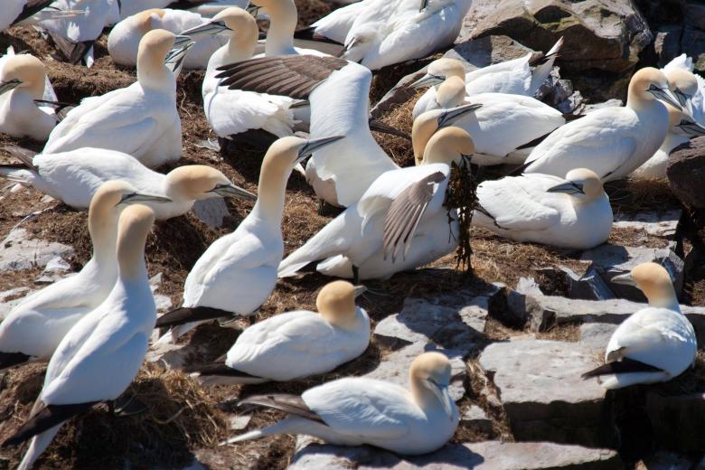 Free stock image of Gannet created by Geoffrey Whiteway