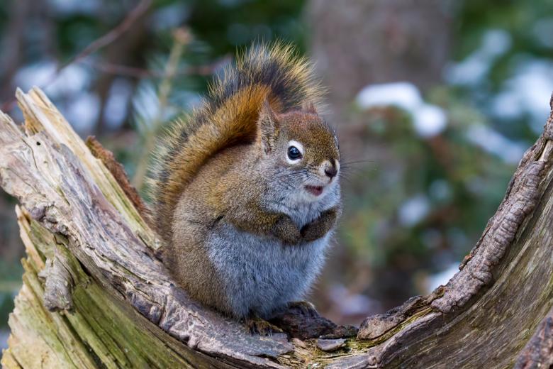 Free stock image of Squirrel created by Geoffrey Whiteway