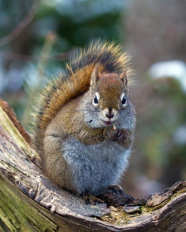 Free stock image of Cute Squirrel created by Geoffrey Whiteway