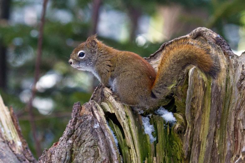 Free stock image of Squirrel created by Geoffrey Whiteway
