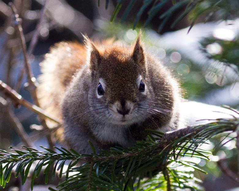 Free stock image of Squirrel created by Geoffrey Whiteway