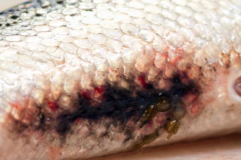 Free stock image of Parasite in Salmon created by Geoffrey Whiteway
