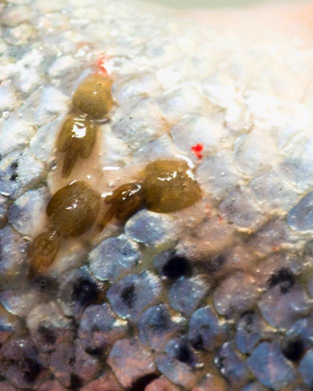 Free stock image of Salmon created by Geoffrey Whiteway