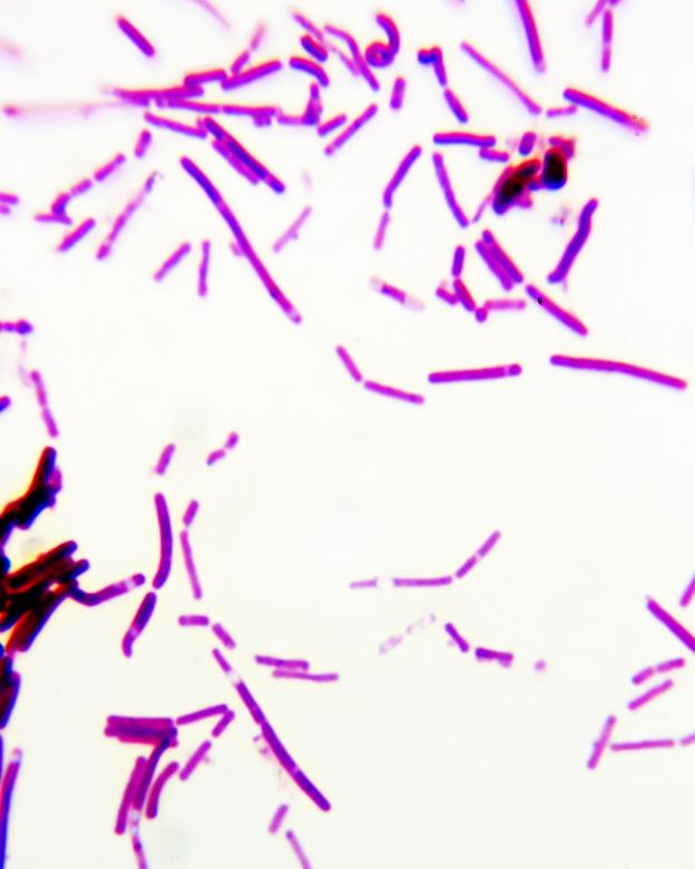 Free stock image of Bacteria created by Geoffrey Whiteway
