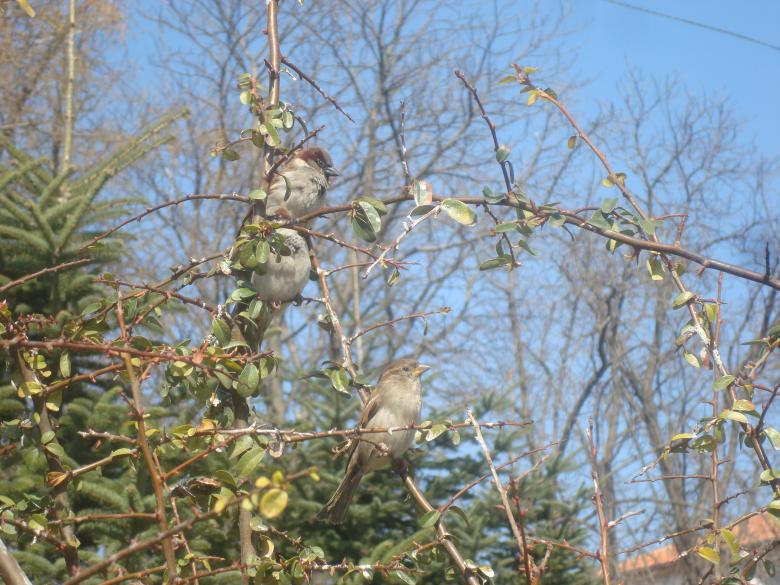 Free stock image of Sparrows created by Boris Kyurkchiev