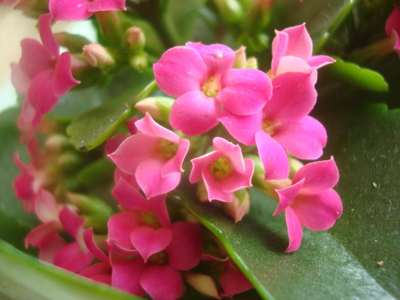 Free stock image of Beautiful pink flower created by Boris Kyurkchiev