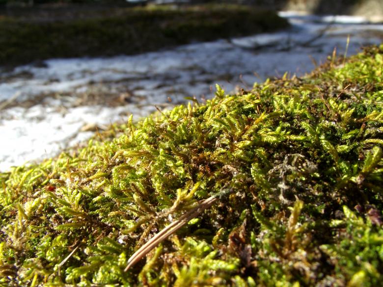 Free stock image of Moss created by Janis Urtans
