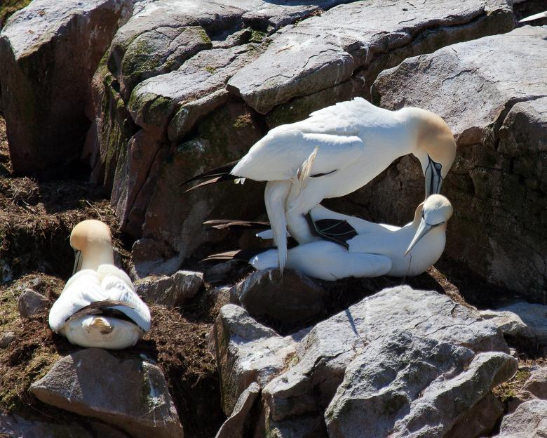 Free stock image of  Gannet created by Geoffrey Whiteway