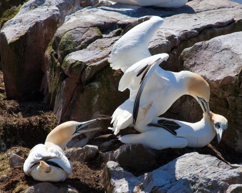 Free stock image of Gannet created by Geoffrey Whiteway