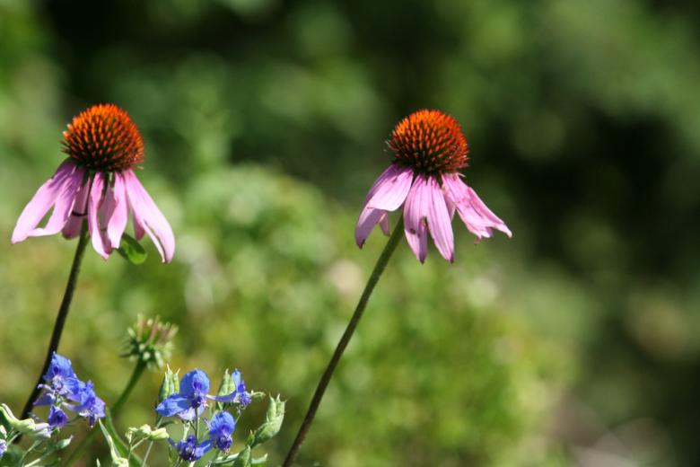 Free stock image of Spring Flower created by Tim Fitch