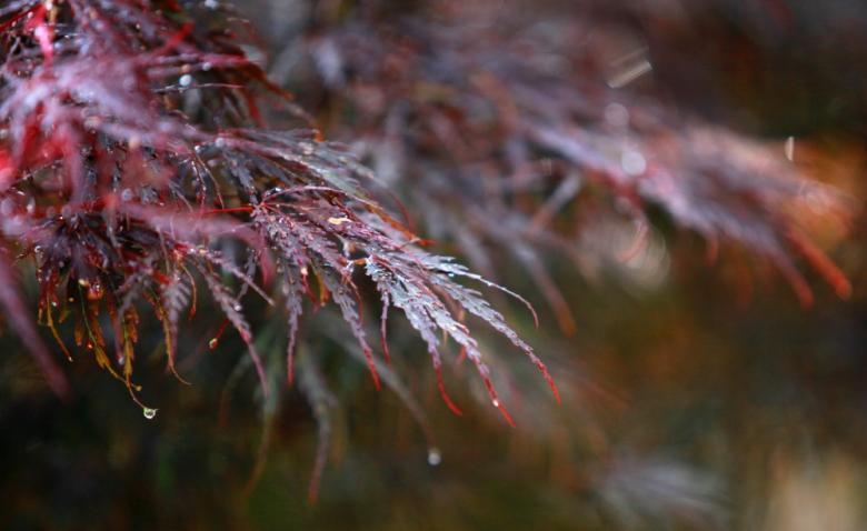 Free stock image of Japanese Maple created by Tim Fitch