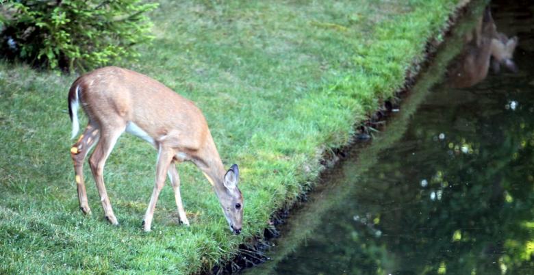Free stock image of Deer created by Tim Fitch
